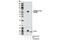 Fos Proto-Oncogene, AP-1 Transcription Factor Subunit antibody, 5348S, Cell Signaling Technology, Western Blot image 