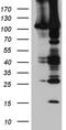 Sek1 antibody, TA890117S, Origene, Western Blot image 