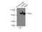 Diacylglycerol Kinase Alpha antibody, 11547-1-AP, Proteintech Group, Immunoprecipitation image 