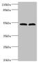 Family With Sequence Similarity 114 Member A2 antibody, CSB-PA878875LA01HU, Cusabio, Western Blot image 