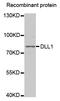 Delta Like Canonical Notch Ligand 1 antibody, LS-C334104, Lifespan Biosciences, Western Blot image 