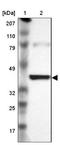 Isocitrate Dehydrogenase (NAD(+)) 3 Gamma antibody, NBP1-85810, Novus Biologicals, Western Blot image 