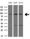 Protocadherin Gamma Subfamily C, 5 antibody, LS-C340390, Lifespan Biosciences, Western Blot image 