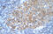 Protein Inhibitor Of Activated STAT 2 antibody, 28-590, ProSci, Immunohistochemistry frozen image 