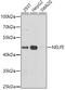 Negative Elongation Factor Complex Member E antibody, GTX33353, GeneTex, Western Blot image 