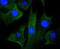 Mitogen-Activated Protein Kinase Kinase 1 antibody, NBP2-67358, Novus Biologicals, Immunofluorescence image 