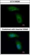 E3 ubiquitin-protein ligase TRIM36 antibody, GTX106290, GeneTex, Immunofluorescence image 