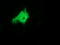 ZFP36 Ring Finger Protein antibody, LS-C172650, Lifespan Biosciences, Immunofluorescence image 