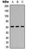 Adhesion G Protein-Coupled Receptor A1 antibody, abx121614, Abbexa, Western Blot image 