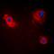 TRAF family member-associated NF-kappa-B activator antibody, orb224064, Biorbyt, Immunofluorescence image 