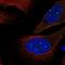 Ecotropic Viral Integration Site 5 Like antibody, NBP2-54925, Novus Biologicals, Immunofluorescence image 