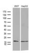 Translocase Of Inner Mitochondrial Membrane 8A antibody, MA5-27202, Invitrogen Antibodies, Western Blot image 