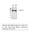 ATP Binding Cassette Subfamily G Member 2 (Junior Blood Group) antibody, STJ97253, St John