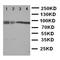 Cullin 3 antibody, orb97065, Biorbyt, Western Blot image 