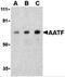 Protein AATF antibody, 3039, ProSci Inc, Western Blot image 