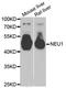 NEU1 protein antibody, MBS2536221, MyBioSource, Western Blot image 