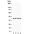 Forkhead Box A3 antibody, R32147, NSJ Bioreagents, Western Blot image 
