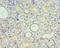 Stanniocalcin-1 antibody, LS-C376704, Lifespan Biosciences, Immunohistochemistry frozen image 