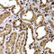 G Protein Pathway Suppressor 1 antibody, LS-C346140, Lifespan Biosciences, Immunohistochemistry paraffin image 