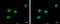 Pituitary Tumor-Transforming 2 antibody, GTX117149, GeneTex, Immunocytochemistry image 