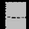 Dehydrogenase/Reductase 4 antibody, 203732-T44, Sino Biological, Western Blot image 