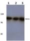 NOC3 Like DNA Replication Regulator antibody, A11293-1, Boster Biological Technology, Western Blot image 