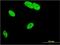 Mediator Complex Subunit 25 antibody, MA5-24469, Invitrogen Antibodies, Immunofluorescence image 