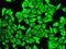 Delta-1-pyrroline-5-carboxylate dehydrogenase, mitochondrial antibody, GTX30043, GeneTex, Immunocytochemistry image 