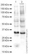 Podoplanin antibody, ab10288, Abcam, Western Blot image 