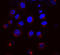 ER lumen protein retaining receptor antibody, LS-C231906, Lifespan Biosciences, Immunofluorescence image 