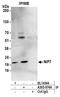 Nucleolar Pre-RRNA Processing Protein NIP7 antibody, A303-974A, Bethyl Labs, Immunoprecipitation image 