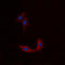 BMX Non-Receptor Tyrosine Kinase antibody, LS-B14562, Lifespan Biosciences, Immunofluorescence image 