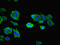 Nuclear RNA Export Factor 5 antibody, orb25214, Biorbyt, Immunocytochemistry image 