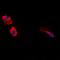 Gastrin antibody, orb213953, Biorbyt, Immunofluorescence image 