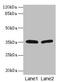 Estradiol 17-beta-dehydrogenase 12 antibody, CSB-PA687494LA01HU, Cusabio, Western Blot image 