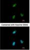 Clusterin Associated Protein 1 antibody, NBP1-31778, Novus Biologicals, Immunocytochemistry image 