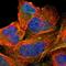 Mrp antibody, HPA002380, Atlas Antibodies, Immunofluorescence image 