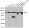 Frizzled Class Receptor 9 antibody, GTX32610, GeneTex, Western Blot image 