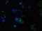 Corneodesmosin antibody, LS-C677476, Lifespan Biosciences, Immunofluorescence image 