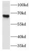 Nuclear factor erythroid 2-related factor 1 antibody, FNab05694, FineTest, Western Blot image 