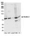 Fermitin Family Member 2 antibody, A304-577A, Bethyl Labs, Western Blot image 