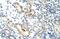 Nucleolar Complex Associated 4 Homolog antibody, PA5-41906, Invitrogen Antibodies, Immunohistochemistry paraffin image 