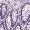 Class E basic helix-loop-helix protein 22 antibody, PA5-64189, Invitrogen Antibodies, Immunohistochemistry paraffin image 