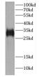 Carbonic Anhydrase 8 antibody, FNab01166, FineTest, Western Blot image 
