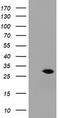 RAB30, Member RAS Oncogene Family antibody, TA505318, Origene, Western Blot image 