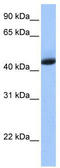 KH domain-containing, RNA-binding, signal transduction-associated protein 1 antibody, TA345976, Origene, Western Blot image 