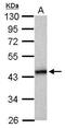 Major Histocompatibility Complex, Class I, B antibody, PA5-29929, Invitrogen Antibodies, Western Blot image 