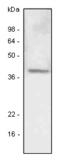 Lymphatic Vessel Endothelial Hyaluronan Receptor 1 antibody, MCA4629GA, Bio-Rad (formerly AbD Serotec) , Enzyme Linked Immunosorbent Assay image 