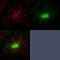 Rab3A-interacting protein antibody, H00117177-B01P, Novus Biologicals, Immunofluorescence image 
