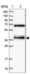Paired box protein Pax-9 antibody, NBP1-89481, Novus Biologicals, Western Blot image 